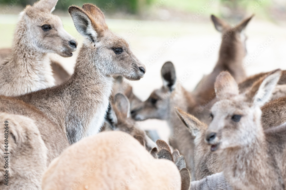 Large group of kangaroos at a feeding trough with one kangaroo looking to the side.