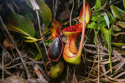 Two pitchers of the carnivorous pitcher plant Nepenthes lowii, Borneo, Malaysia photo