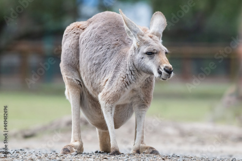 Red female kangaroo with a full pouch standing alone in a kangaroo sanctuary