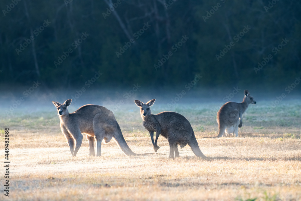 Three kangaroos standing in an open land on a misty winter morning Three kangaroos standing in an open land on a misty winter morning