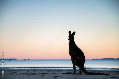 Vászonkép Silhouette of a kangaroo looking out to the ocean with the colours of dawn behind it