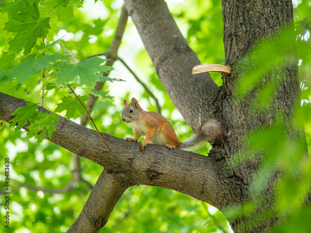The squirrel sits on a branches in the spring or summer. The squirrel sits on a branches in the spring or summer.