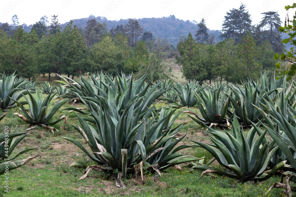 Background of Mexican landscape in a field with maguey which is a plant where the pulque is gotten Background of Mexican landscape in a field with maguey which is a plant where the pulque is gotten
