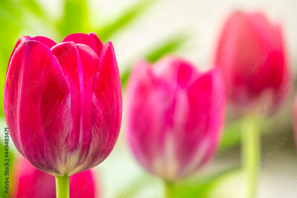 Colorful red tulips blossom in spring garden Colorful red tulips blossom in spring garden