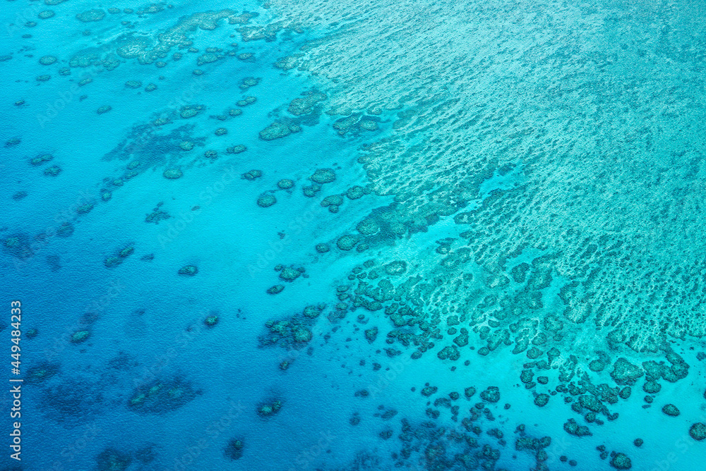 Fototapeta premium coral reef in the sea