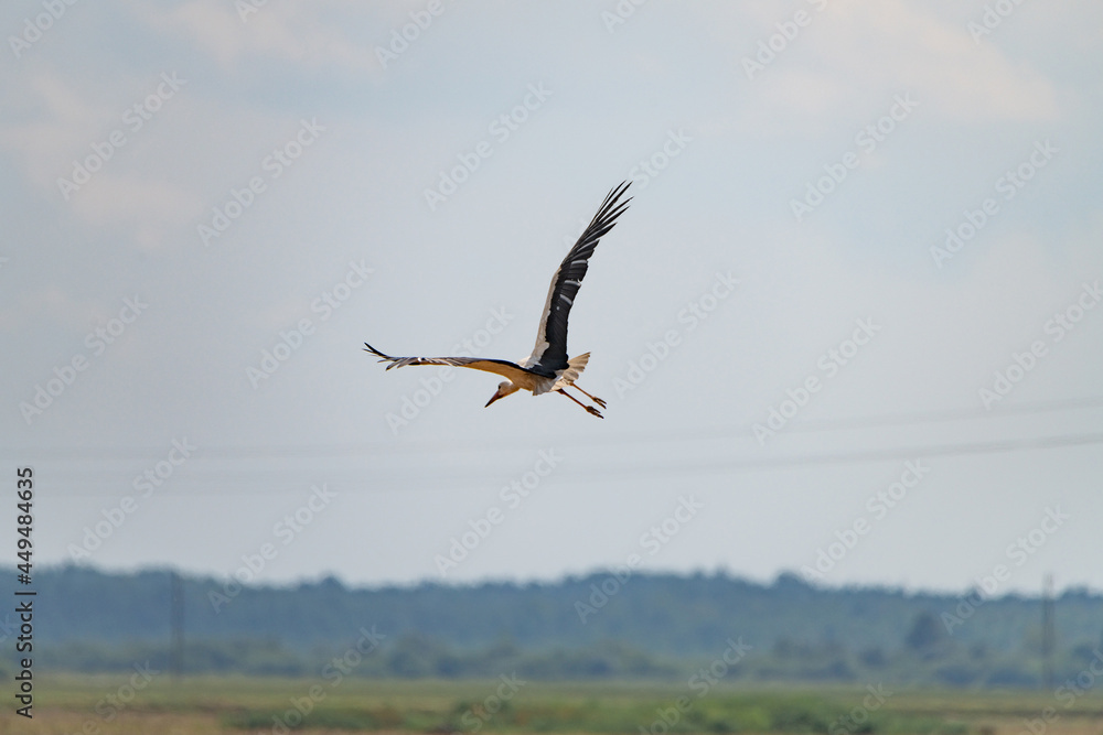 Ciconia ciconia flies over a plowed field. Ciconia ciconia flies over a plowed field.