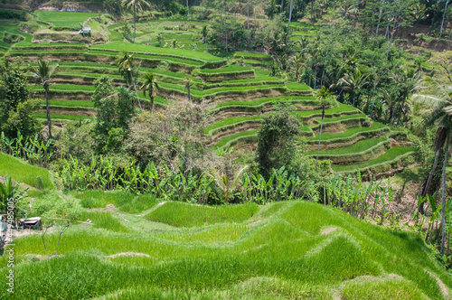 Padi fields of asian hilly and mountainous regions. The Rice Terraces of Bali. Situated at a steep village accessible only by four wheeled drive vehicles, souvenir stalls lined the road. photo