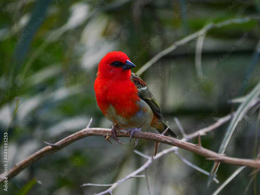 Red Fody Bird on thorny Bougainvillea branch Red Fody Bird on thorny Bougainvillea branch