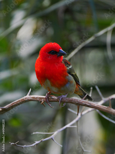 Red Fody bird perching on Bougainvillea branch with thorns