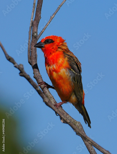 Red Fody bird - Foudia Madagascariensis perching under blue sky