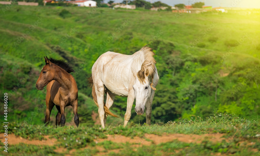 Two horses eating grass together, One came eating grass with her calf in the field, two horses together in the