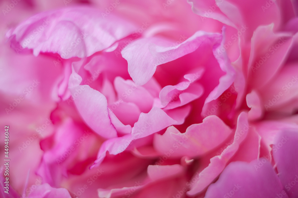middle of a large pink peony close-up middle of a large pink peony close-up