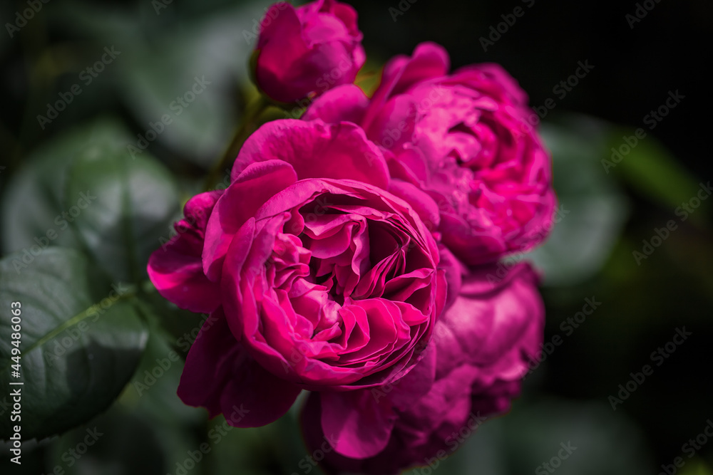 english purple roses David Austin close up english purple roses David Austin close up