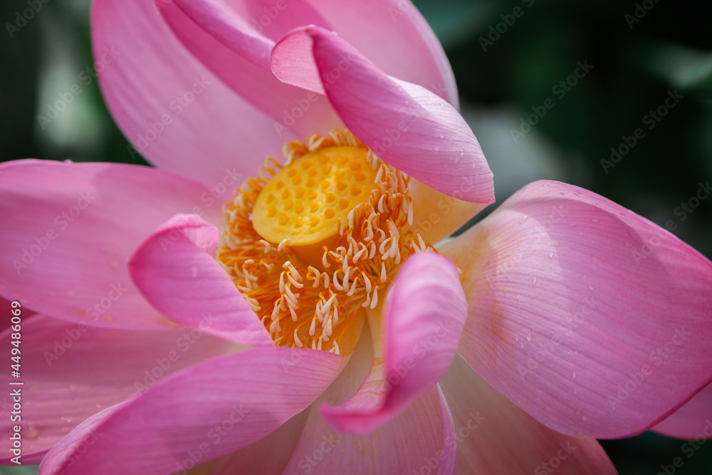 blooming lotus flower in the wind blooming lotus flower in the wind