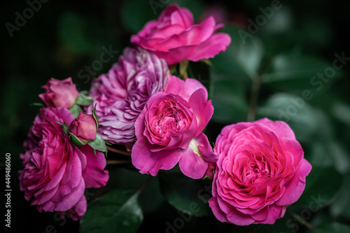 english pink roses David Austin close up