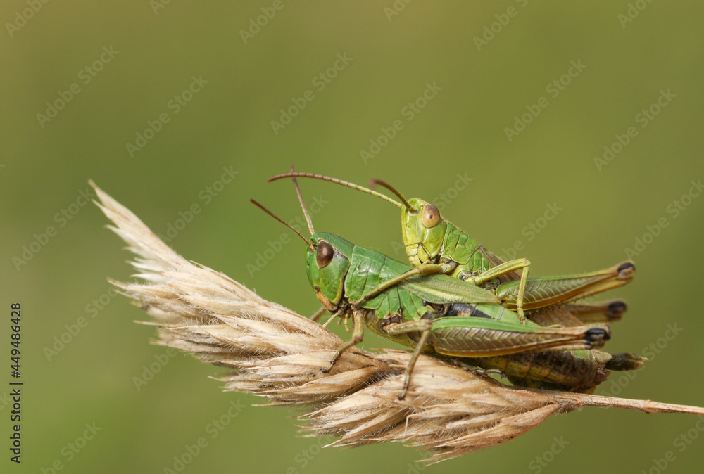 Fototapeta premium A mating pair of Meadow Grasshoppers, Chorthippus parallelus, perching on grass seeds in a field.