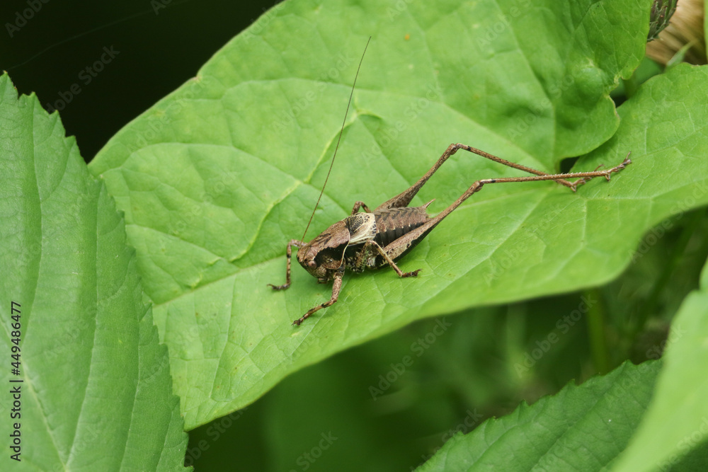 A Dark bush-Cricket, Pholidoptera griseoaptera, perched on a leaf. A Dark bush-Cricket, Pholidoptera griseoaptera, perched on a leaf.