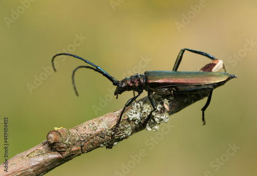 A Musk Beetle, Lampyris noctiluca, displaying on a twig.
 photo