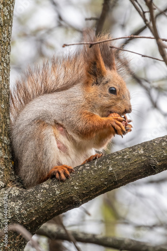 The squirrel with nut sits on a branches in the spring or summer. © Dmitrii Potashkin