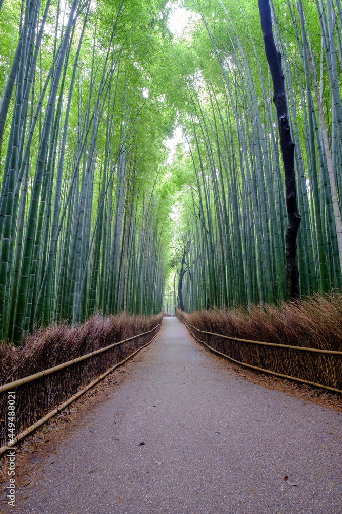 Fototapeta premium 竹林の小道