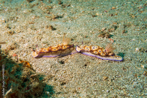 A pair of Risbecia Tryoni Nudibranchs (Risbecia tryoni), sea slugs, on sandy bottom exhibiting tailing behavior near Anilao, Philippines. Underwater photography and travel.