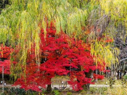 紅葉と柳の木