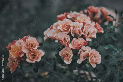 flower, pink, garden, nature, blossom, rose, plant, flowers, peony, bloom, spring, petal, summer, beauty, flora, closeup, leaf, roses, color, bouquet, blooming, close-up, floral, carnation, red
