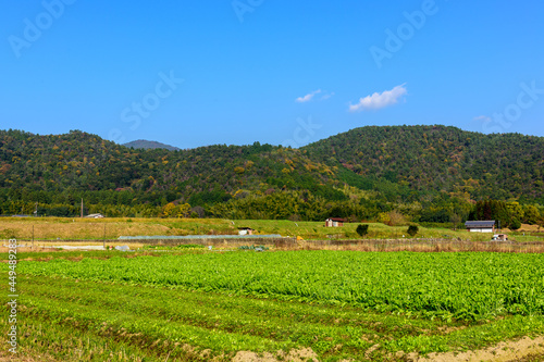 嵯峨野の田園風景