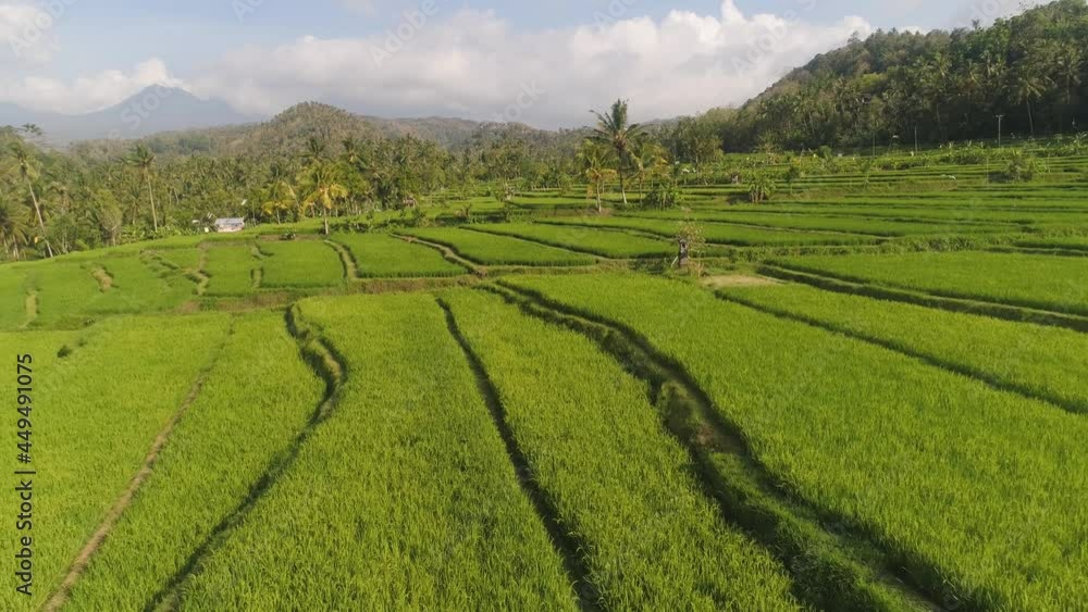 green rice terraces, fields and agricultural land with crops. aerial view farmland with rice terrace agricultural crops in countryside Indonesia,Bali green rice terraces, fields and agricultural land with crops. aerial view farmland with rice terrace agricultural crops in countryside Indonesia,Bali