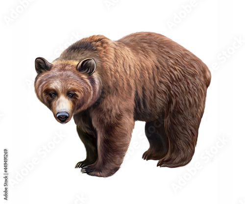 The grizzly bear (Ursus arctos horribilis)