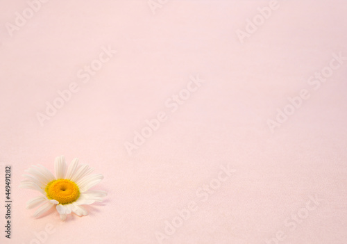 A white daisy on one corner of pink background. Copy space