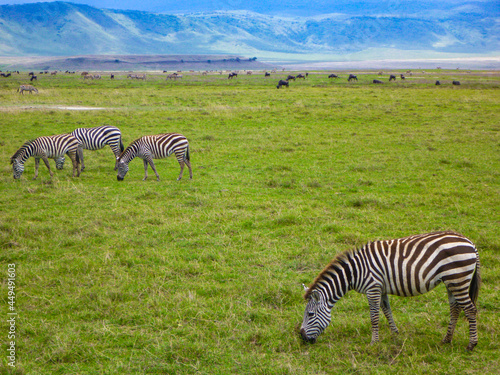 タンザニア・ンゴロンゴロ国立公園で草を食べるシマウマとヌーの群れ