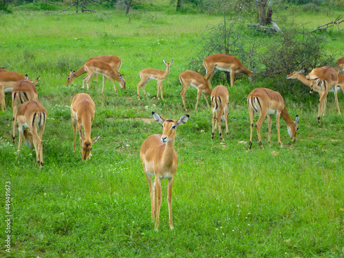タンザニア・ンゴロンゴロ国立公園でサファリでのインパラのハーレム群れ形成