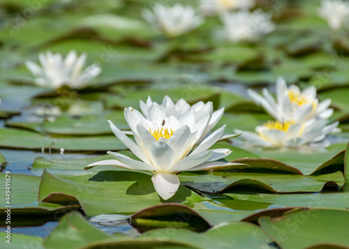 fully blooming white lotus flower on a background of green leaves in clear and pristine river water