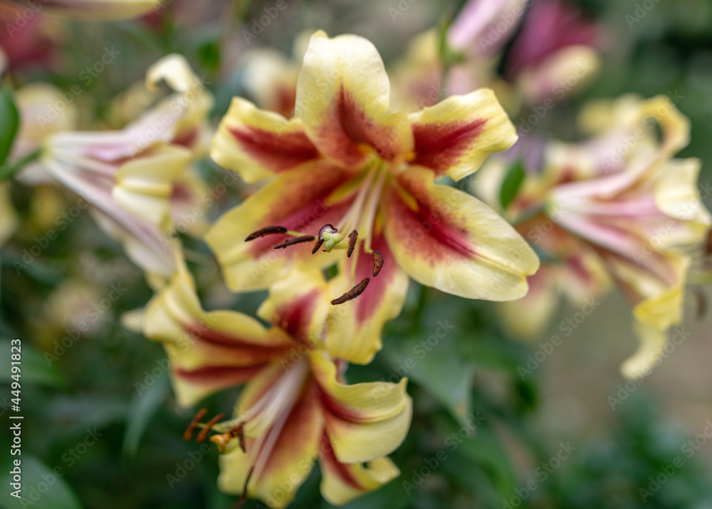 summer flowers in the garden on a sunny day, gardener summer summer flowers in the garden on a sunny day, gardener summer