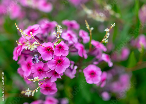 summer flowers in the garden on a sunny day, gardener summer