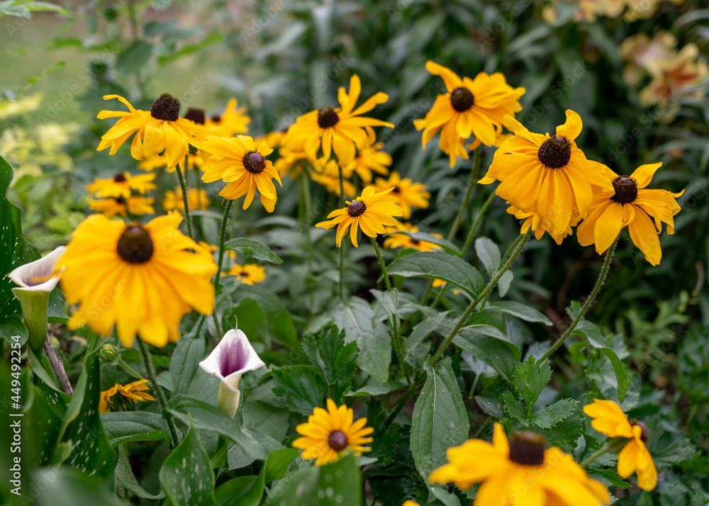 summer flowers in the garden on a sunny day, gardener summer summer flowers in the garden on a sunny day, gardener summer