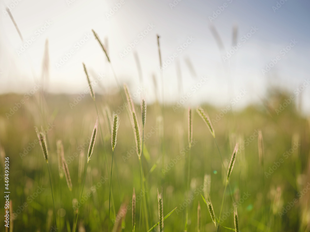 Background of ripening ears of meadow wheat field.