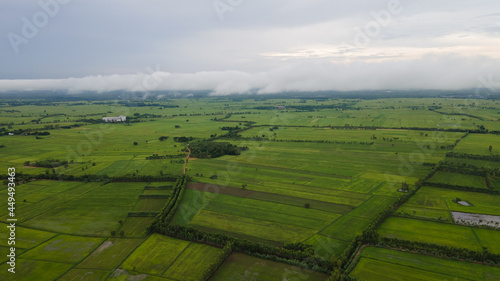 Ariel view of rice fields in thailand