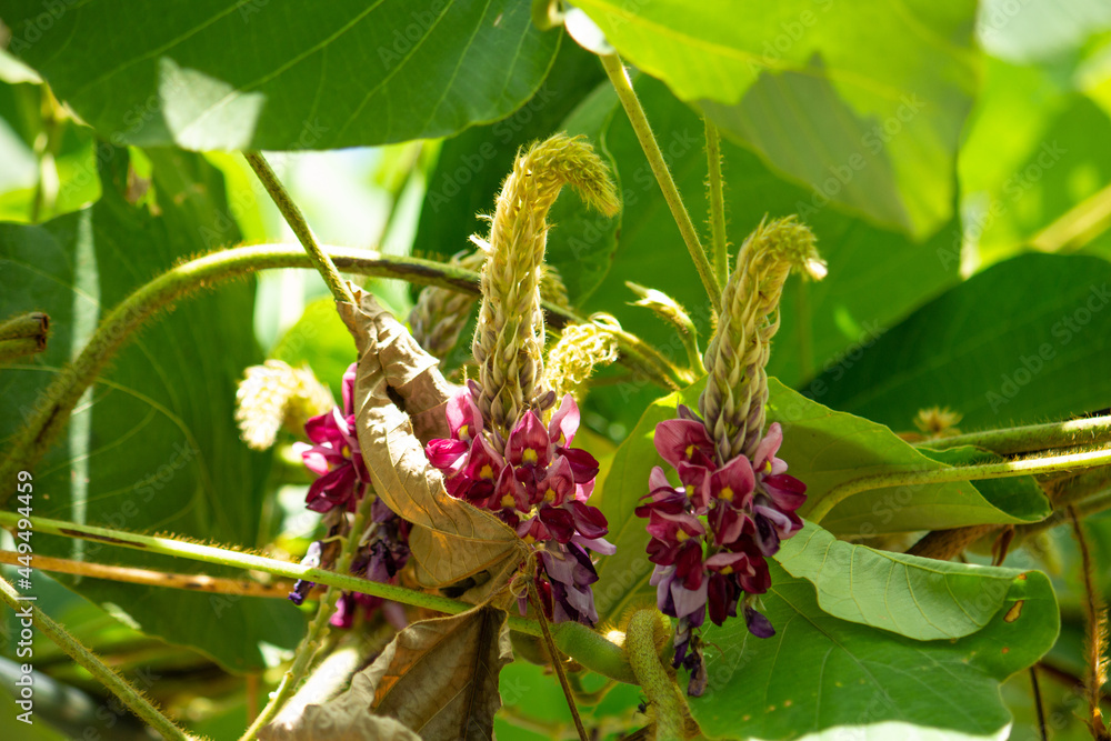  クズ　学名：Pueraria lobata Ohwi　生薬名：カッコン（葛根）。漢方薬、和菓子の原料。夏、日本の東京で撮影、花がさいているところ。