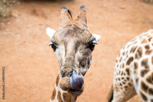 Fototapeta Naklejka Na Ścianę i Meble -  Cute Rothschild's giraffe with tongue out