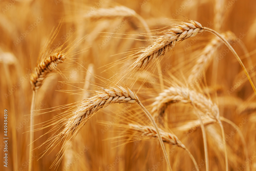 Ripe wheat field. Wheat spikelets are ready to harvest. Farm concept Ripe wheat field. Wheat spikelets are ready to harvest. Farm concept