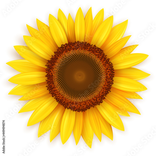 Fototapeta Naklejka Na Ścianę i Meble -  Sunflower 3D, yellow summer flower vector illustration.