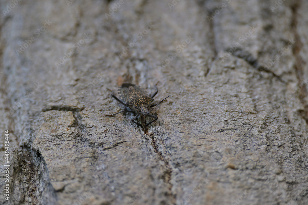 Close up photo of a Pentatomoidea insect on a tree. Close up photo of a Pentatomoidea insect on a tree.