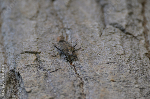 Close up photo of a Pentatomoidea insect on a tree.