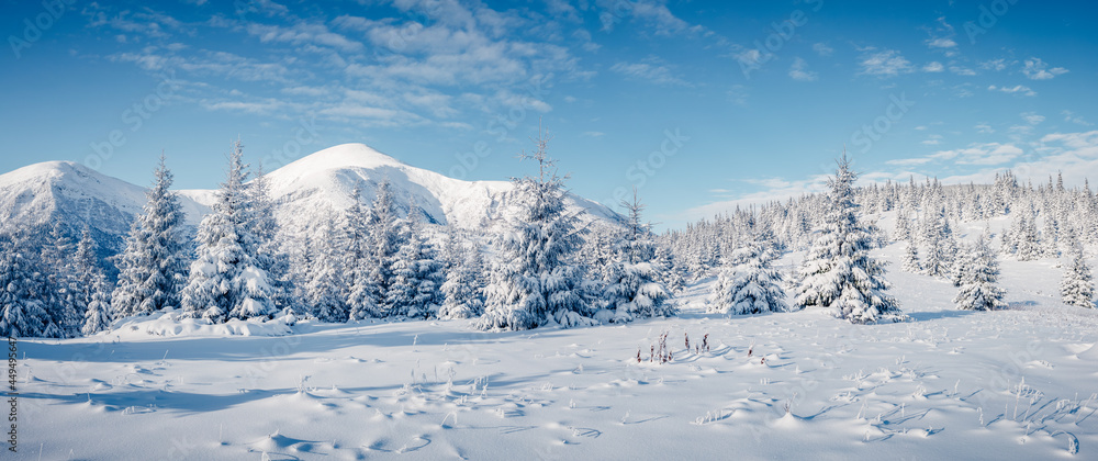 White winter spruces in snow on a frosty day. Location place Carpathian mountains, Ukraine.
