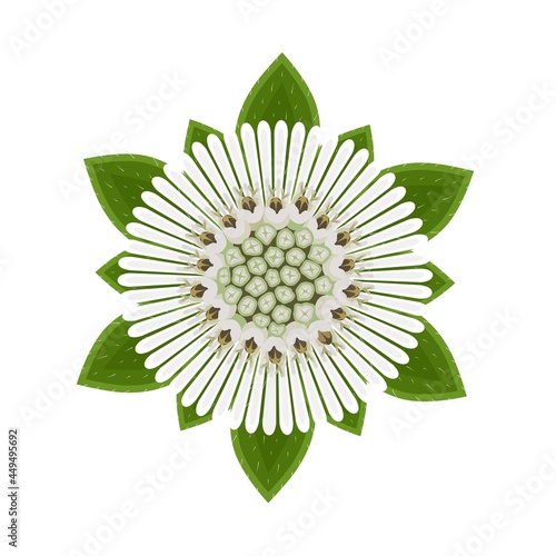 Vector illustration, Eclipta Alba, Eclipta Prostrata or Bhringraj, also known as False Daisy, isolated on white background, herbal medicinal plant effective in Ayurvedic medicine.