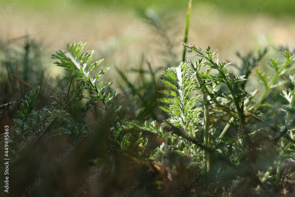 Background of green, shaded and sunlit grass