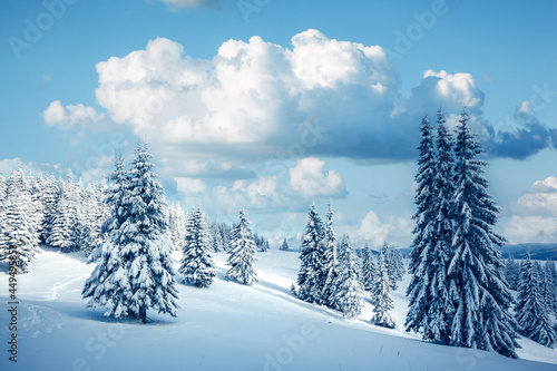 Incredible winter landscape with snowy spruces on a frosty day.