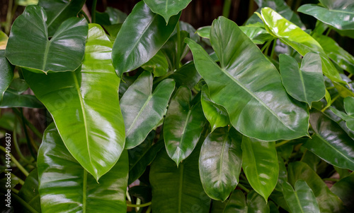 Lush tropical foliage in a Thailand jungle